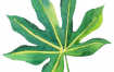 热带雨林绿色植物香蕉树叶子包装印刷背景图案手机壳PNG图片素材